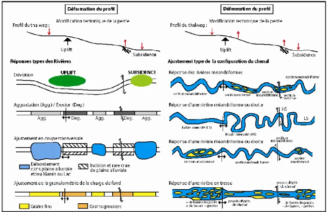 Figure 7: Variations des styles fluviatiles en réponse à des modifications de profil longitudinal provoquées  par des mouvements tectoniques (Held, 2011 ; modifié de Holbrook et Schumm, 1999)