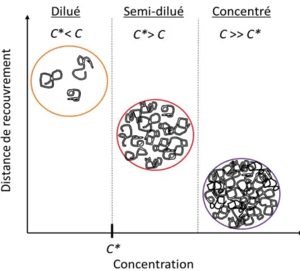 Figure 1.7 : Représentation de la longueur de corrélation, ɂ, en solution semi-diluée (a) et de la longueur  de persistance,  l 0,  d’une chaîne de polymère (b)