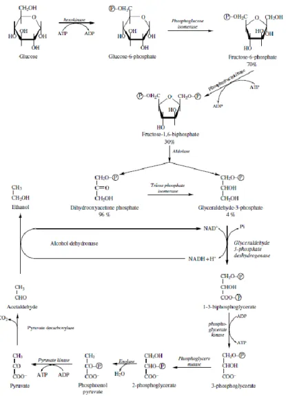 Figure 1. Voie de la glycolyse et de la fermentation alcoolique (Ribéreau-Gayon et al.,  2012a)