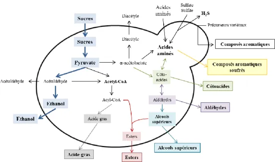 Figure 2. Représentation schématique de la formation de composés aromatiques par la levure  (adaptée de Henschke et Jiranek 1993)