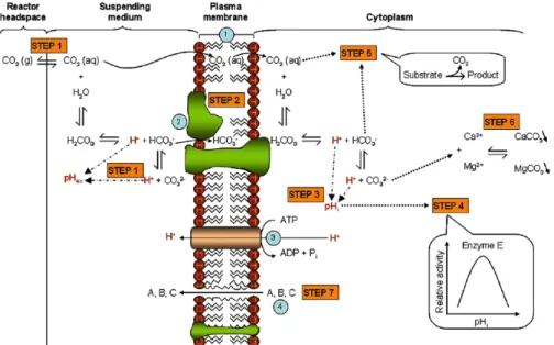 Figure 6: Mécanisme d'inhibition des microorganismes par le CO 2  (D’après (Garcia-Gonzalez et  al., 2007))