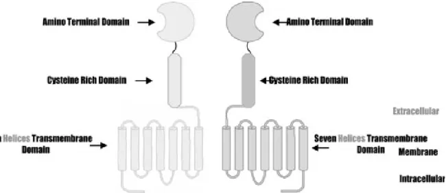 Figure 3 - Représentation schématique du récepteur au goût sucré T1R2-T1R3 incluant les  domaines ATD, CRD et 7TMD (adapté de Cui et al., 2006 et Meyers &amp; Brewer, 2008)