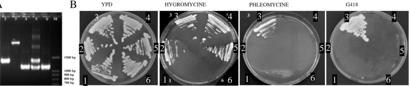 Figure 5 - PCR et test de résistance aux antibiotiques de la construction de  ∆ °hsp12