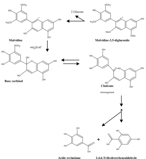 Figure 11 : Mécanisme de dégradation thermique (100  0 C) de la malvidine-3,5-O-diglucoside proposé par  Piffaut et al