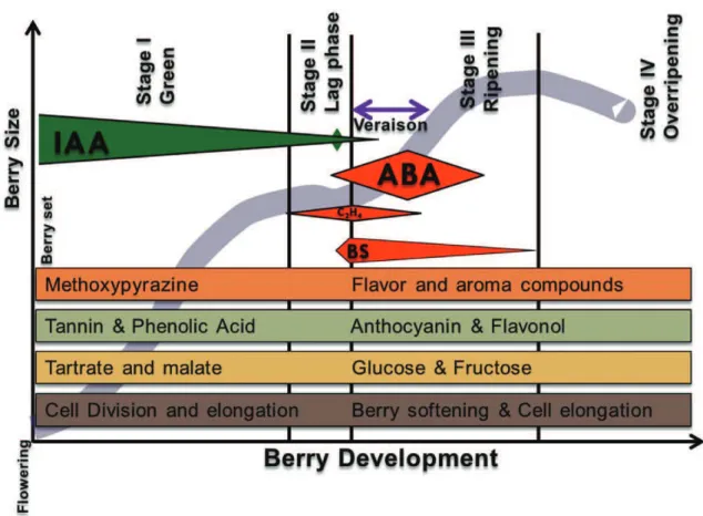 Figure 2.  Grape berry growth, developmental stages, relevant hormones and quality  composition as described by Coombe (1992)