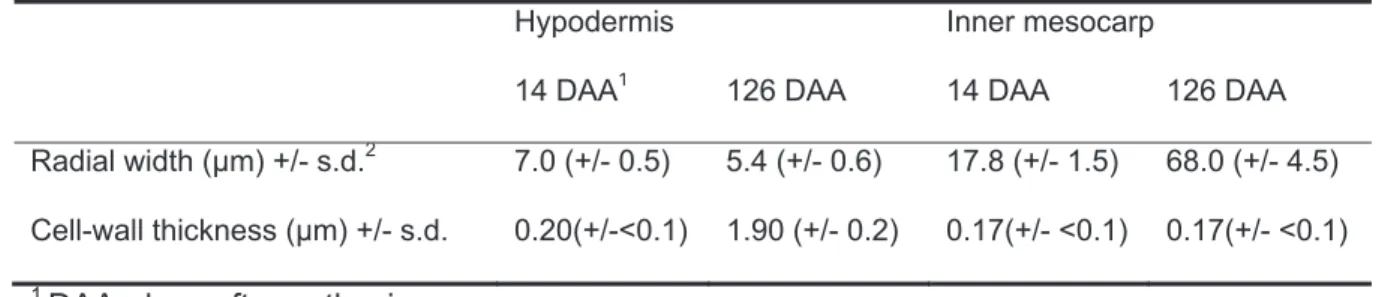 Table 1.  Cell  radial  width  and  cell  wall  thickness  in  hypodermis  and  internal  mesocarp cells from 14 to 126 days after anthesis in Vitis vinifera L