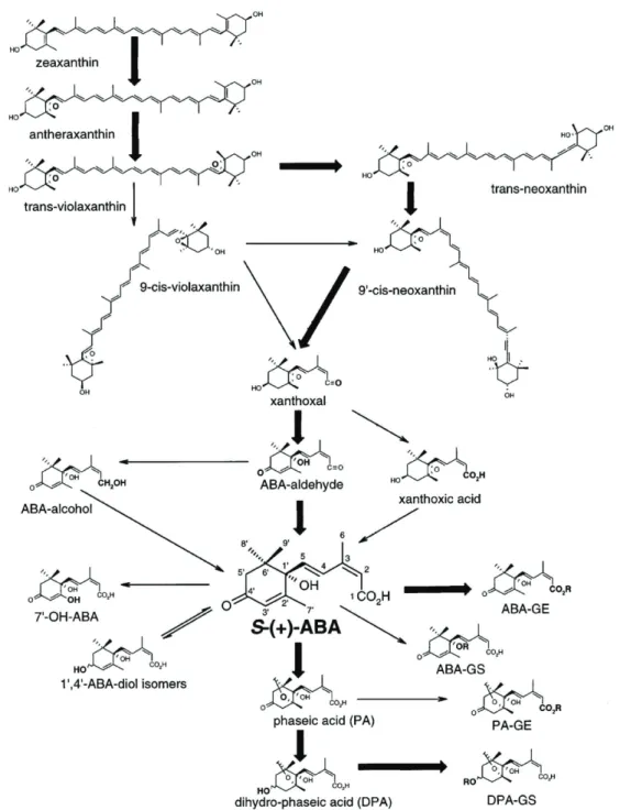 Figure  3.  Biosynthetic  pathway  and  chemical  formulas  of  ABA  and  other  related  forms