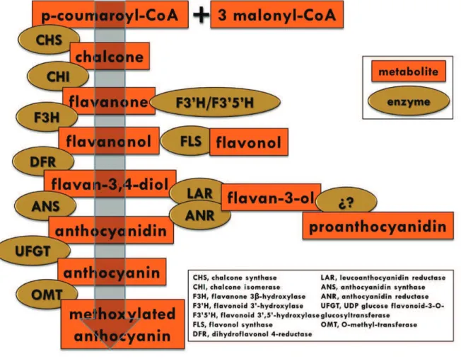 Figure 6.  Phenylpropanoid pathway and enzymes involved 