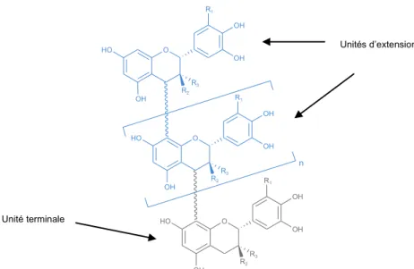 Figure 6. Structure des polymères de flavanols du raisin et du vin (Kennedy &amp; Jones 2001)