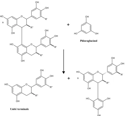 Figure 30: Principe de la réaction de phloroglucinolyse : exemple pour un dimère. 