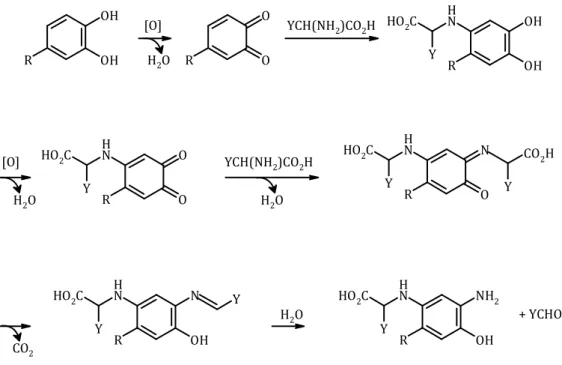 Figure 21. Schéma de la réaction de la dégradation de Strecker des acides aminés induit  par l’oxydation des flavonols (Rizzi, 2006) 