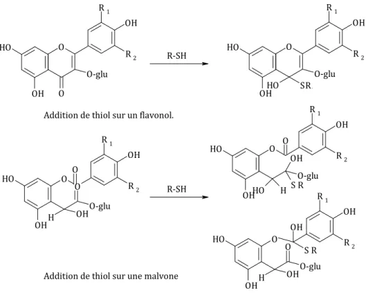 Figure 22. Addition nucléophile de thiol sur un flavonol et une malvone OHOHOO-gluOR 1OHR 2OHOHO O-gluOHS RR  1 OHR 2OHOHOO-gluHOHOR 1OHR 2OOHOHR 1OHR 2OOO-gluOHOHHS ROHOHOO-gluHOHOR 1OHR 2S ROHR-SHRR-SHAddition de thiol sur un flavonol.