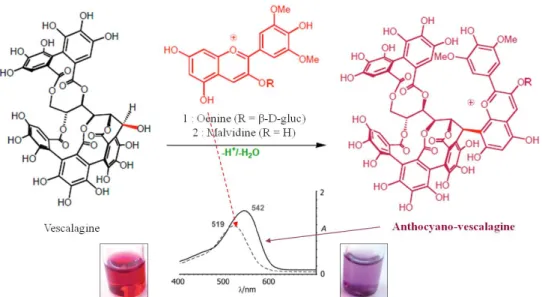 Figure 23 : Réaction entre la malvidine et la vescalagine et illustration des conséquences sur  la couleur (Saucier, C., 2006 [167]) 