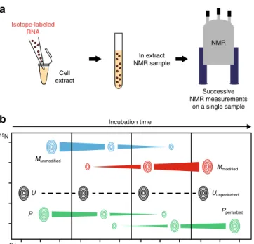 Fig. 1 Schematic description of the method. a An isotope-labeled RNA (represented as red dots) is introduced in cell extracts in an NMR tube to yield an in extract NMR sample