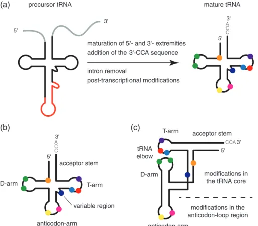 FIG 1 Biogenesis of tRNAs and posttranscriptional modi ﬁ cations. (a) The biogenesis of tRNAs