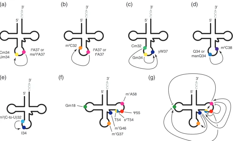 FIG 3 Modi ﬁ cation circuits in tRNAs. (a – e) Modi ﬁ cation circuits found in the anticodon-loop region
