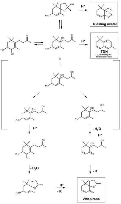 Fig. 1-1 Proposed pathway for vitispirane formation in Riesling wine and the potential role of  hypothetic  triol  as  key  intermediate  in  vitispirane  and  TDN  genesis  (reproduced  after  Waldmann and Winterhalter et al., 1992) 