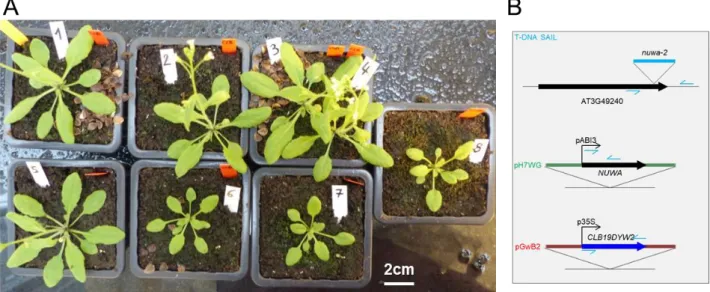 Figure 36 : Transformants primaires du mutant nuwa-2 ABI3  exprimant CLB19DYW2  (A) Photographie des plantes T1, un mois après transfert sur terreau, barre = 2cm