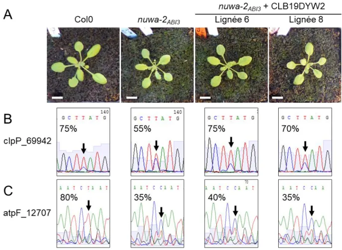 Figure 38 : Édition de clpP et d'atpF dans les plantes nuwa-2 ABI3  + CLB19DYW2 de génération  T2  
