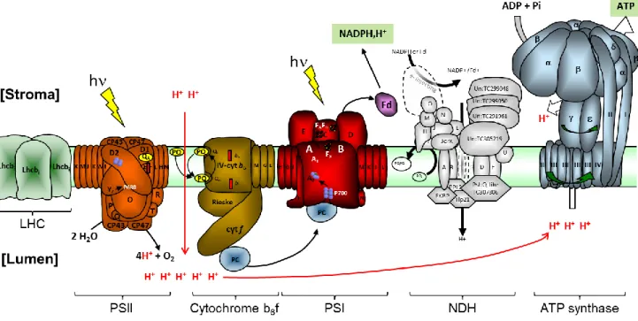 Figure 3 : Schéma général de la chaîne de transport d'électrons du chloroplaste 