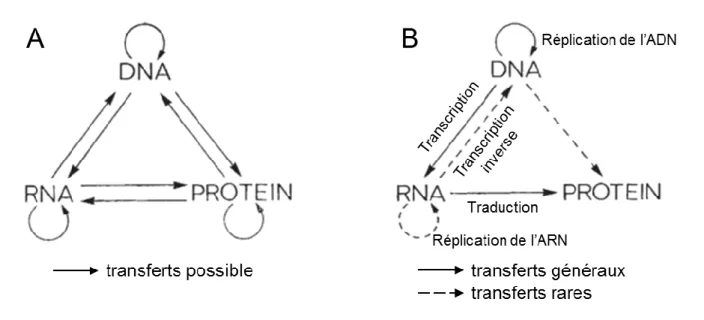 Figure 18 : Flux d'information entre les différents polymères du Dogme Central de Crick   (A) Les flèches représentent l’ensemble des flux d’informations possibles entre acides nucléiques et  protéines
