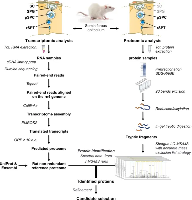 FIG. 1. Experimental design and PIT workflow. A schematic diagram of the strategy used to identify novel protein-coding loci by combining transcriptomic and proteomic data analysis.