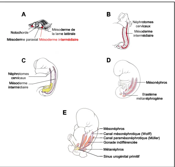 Figure 1. Le développement urogénital chez les Mammifères, de la mise en place  du mésoderme intermédiaire au stade de l’embryon sexuellement indifférencié
