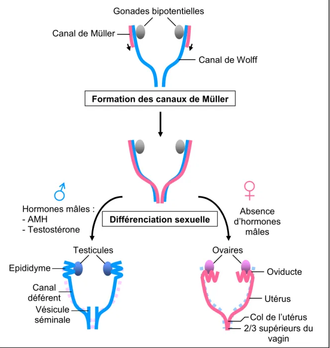 Figure  2.  Différenciation  sexuelle  du  système  reproducteur  chez  les  Mammifères