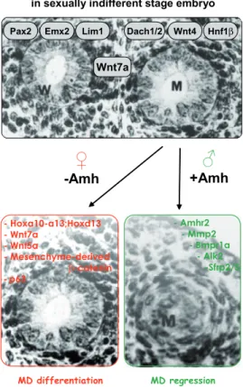 Fig.  2.  Genes  involved  in  the  regression  or  development  of  the Müllerian ducts