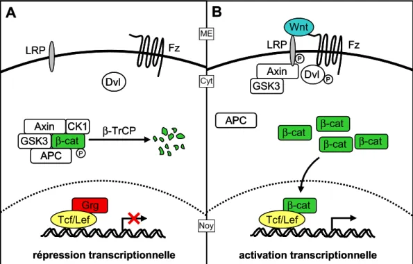 Figure 4. La voie Wnt canonique ou Wnt/β β β β-caténine. A) En absence de signal  Wnt,  la  β-caténine  est  associée  à  un  complexe  multiprotéique  de  destruction  composé de l’axine, l’APC et des sérine-thréonine kinases CK1 et GSK3α/β