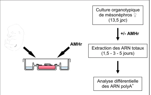 Figure 5. Protocole expérimental mis en œuvre pour l’étude des ARN messagers  (ARNm) différentiellement exprimés sous l’action de l’AMH