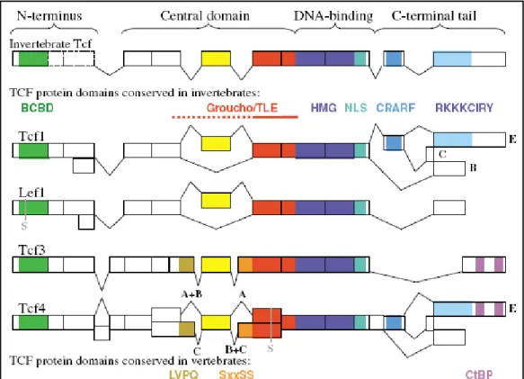 Figure  7.  Diversité  structurale  des  protéines  Tcf/Lef  générée  par  épissage  alternatif  et  usage de promoteurs alternatifs