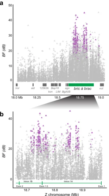 Fig. 3 Polymorphisms associated with pheromone response in ﬁ eld populations. Bayes factor (BF) for polymorphism (SNP, indel, SV) association with pheromone trap after accounting for population structure plotted along the Z chromosome (in Mb)