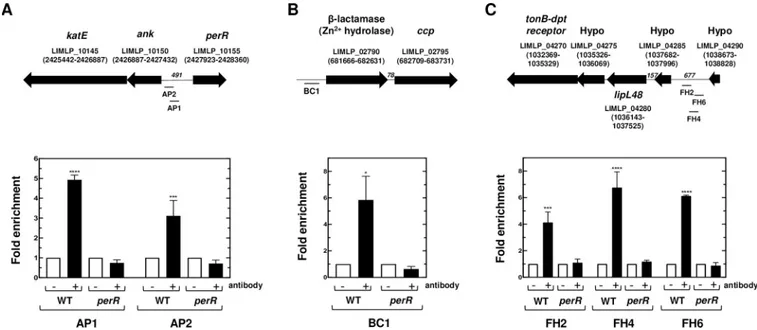 Fig 4. In vivo interaction between PerR and promoter regions of PerR-controlled genes