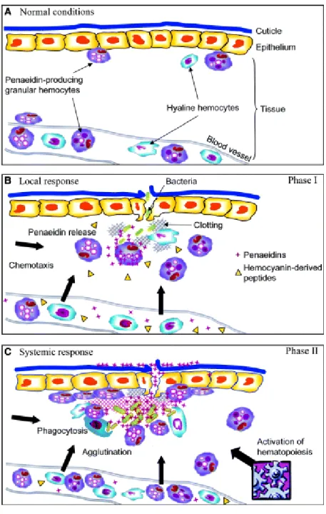 Figure 6 : Modèle d’action des pénaeidines dans la réponse immunitaire chez les crevettes  pénaeides. A. En conditions normales, les pénaeidines sont produites par les hémocytes, qui  sont  localisés  à  la  fois  dans  la  circulation  générale  et  dans 