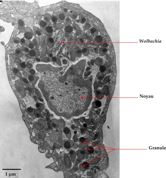 Figure  12 :  Hémocyte  granulaire  d’Armadillidium  vulgare  infecté  par  Wolbachia, observé  au microscope  électronique à  transmission  (X 8 000).  La  cellule  contient  de  nombreux  granules  plus  ou  moins  denses.  Le  noyau  présente une forme 