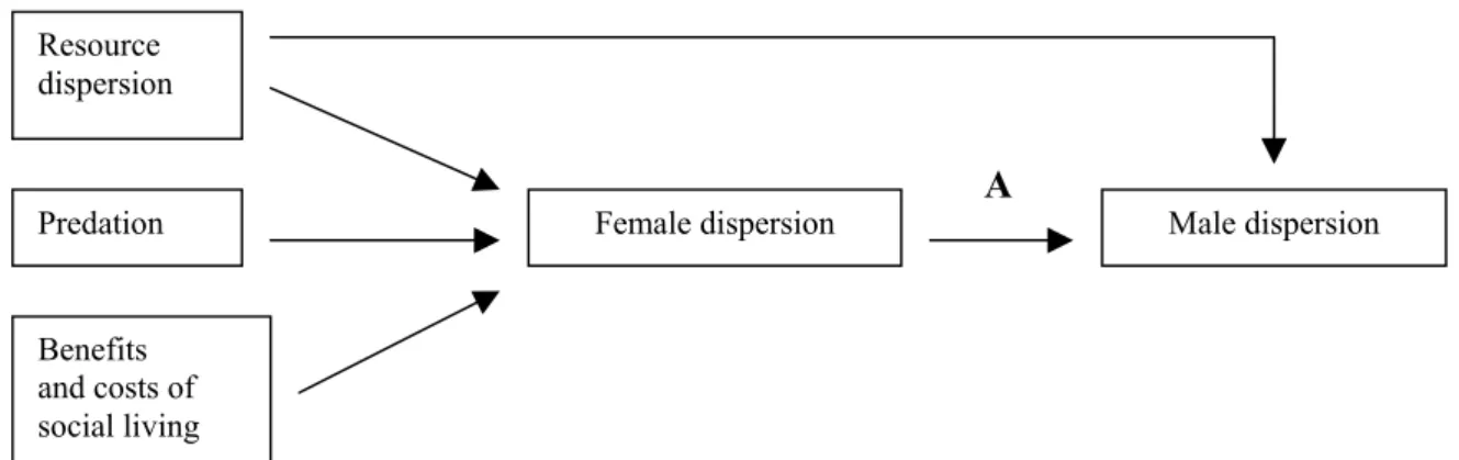 Figure 3. The two-step process influencing mating systems in cases where males do not provide parental care.