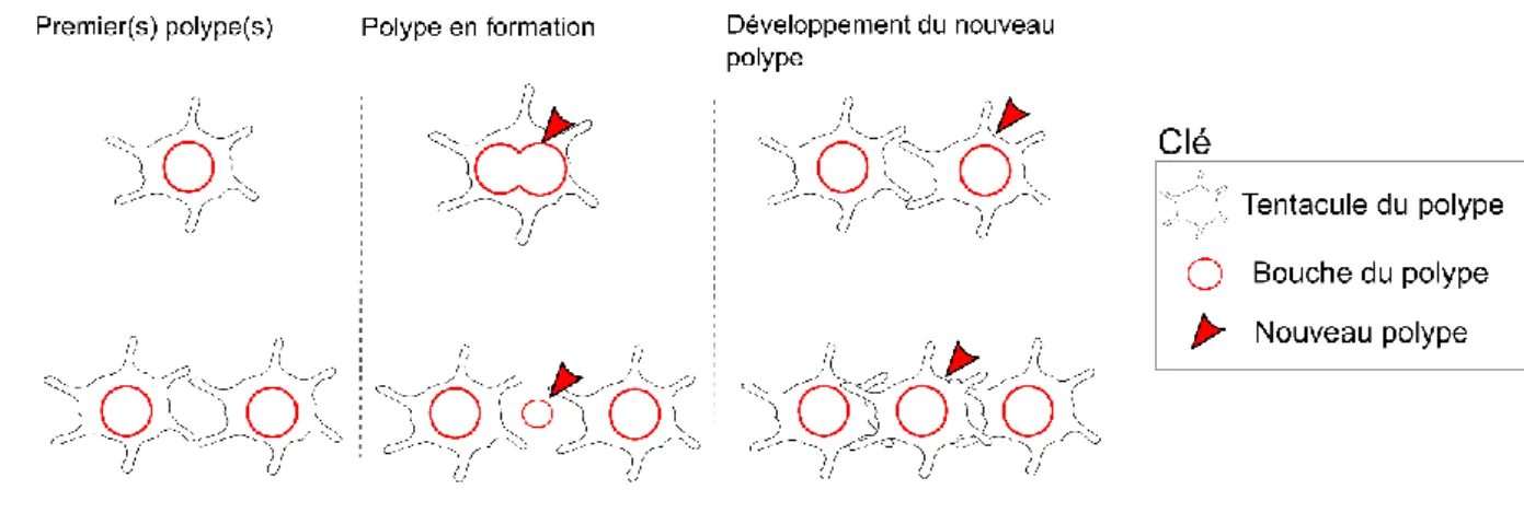 Figure 4 : Les différents types de bourgeonnement d’un corail scléractiniaire, lors de la reproduction asexuée