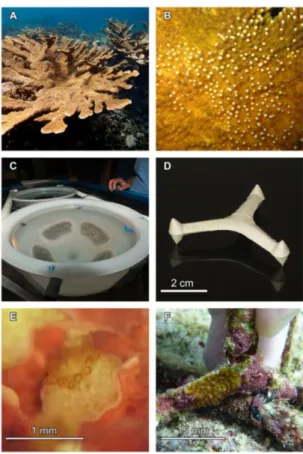 Figure 6 : Les différentes étapes de cultures de coraux par reproduction sexuée, modifié de  Chamberland et al.,  (2015)