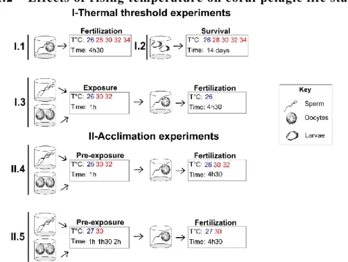 Figure  1 : Experimental scheme of the different experiences carried out in the present study: Numbers in bold  represents  the  different  experiments