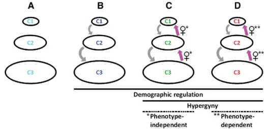 Fig. 1. Individual-based model: different connections between classes. (A) No link. (B) Demographic down-regulation only