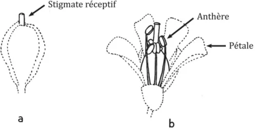 Figure  8.  Bouton  floral  et  ouverture  de  la  fleur  de  Noccaea  caerulescens.  A)  Bouton  floral,  avec  le  stigmate réceptif dépassant des pétales