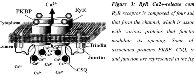 Figure  3:  RyR  Ca2+-release  complex. 