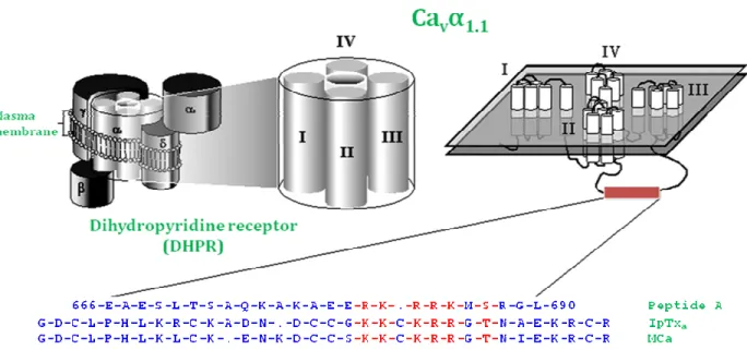 Figure 5: Sequence alignment of peptide A, IpTxa, and MCa. Schematic representation of the  DHPR complex illustrating the subunit composition