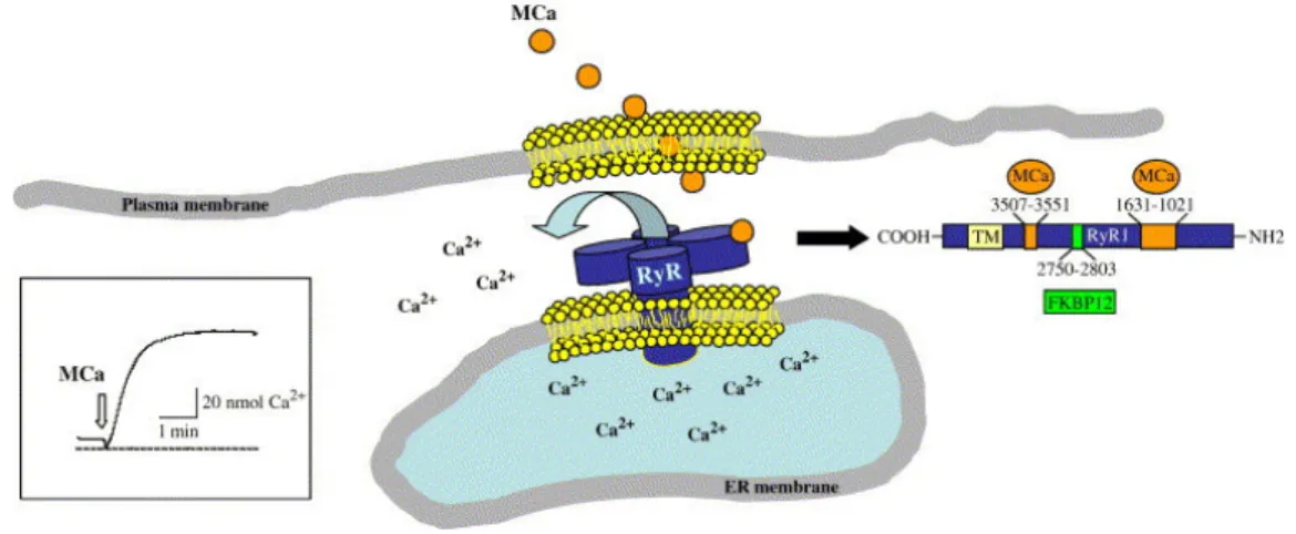 Figure 6: Schematic drawing of the ryanodine receptor.  RyR is a calcium channel localized in  the membrane of the endoplasmic reticulum