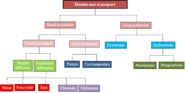 Figure 7: Classification system of membrane transport. 