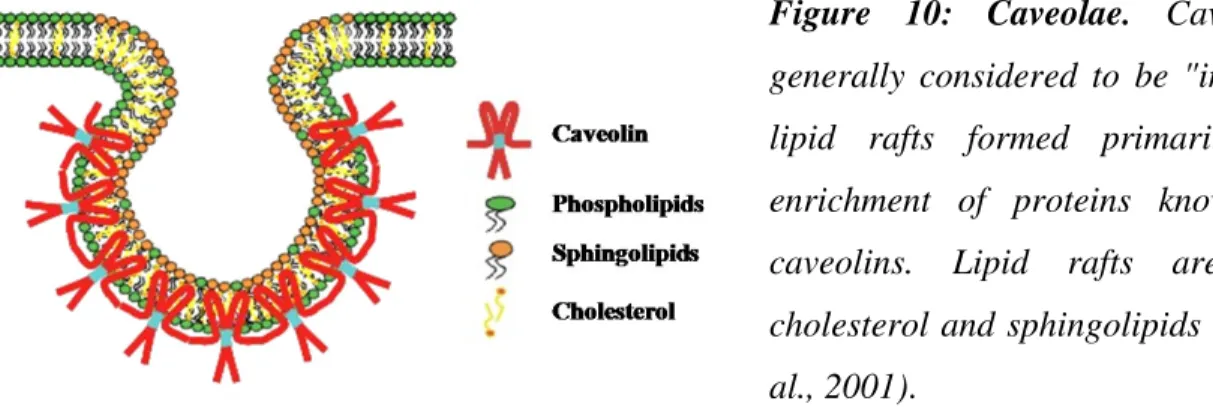 Figure  10:  Caveolae.   Caveolae  are  generally  considered  to  be  &#34;invaginated&#34; 