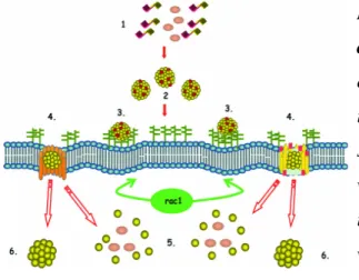 Figure 12: Cellular uptake of MPG- or Pep- cargo  complexes.  (1)Formation  of  peptide-cargo  complexes  through  electrostatic  and  hydrophobic  interaction;  (2)Electrostatic  interaction  with  cell  surface  proteoglycans;  (3)  Followed  by  interac