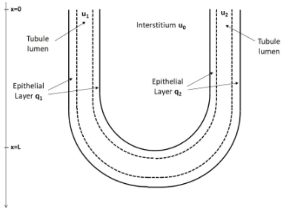 Figure 1: Simplified model of loop of Henle. q 1 /q 2 and u 1 /u 2 denote solute concentration in the epithelial layer and lumen of the descending/ascending limb, respectively.