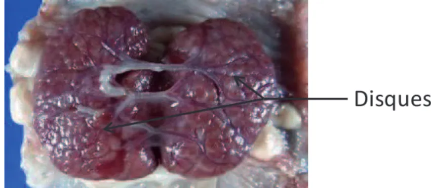 Figure A.15 | Photo d’un placenta de lapin à 28 jours de gestation (vu côté fœtal) Le placenta de lapin est bidiscoïde, labyrinthique et hémodichorial.